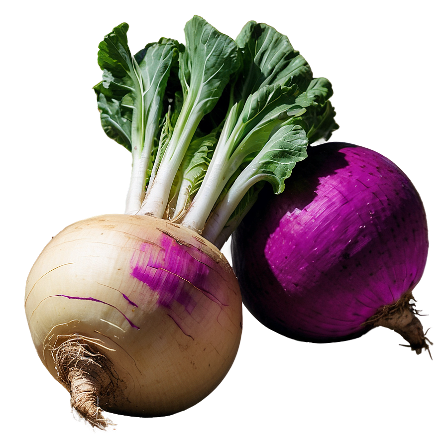 Fresh Turnip Png 06252024