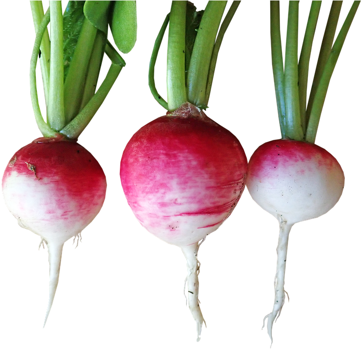 Fresh Turnips Isolatedon Background