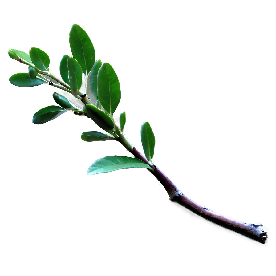 Fresh Twig Png 13