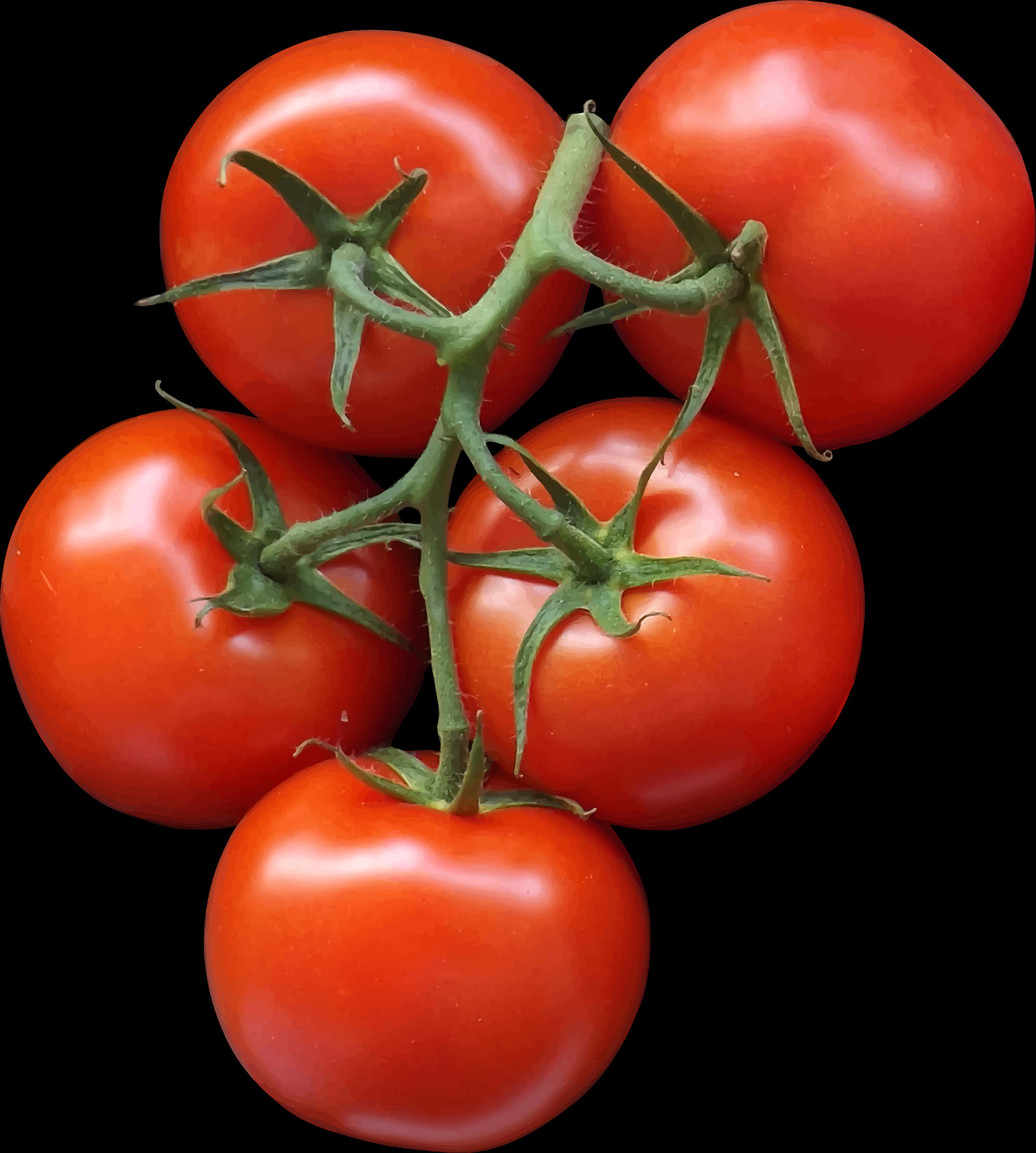 Fresh Vine Tomatoes Black Background