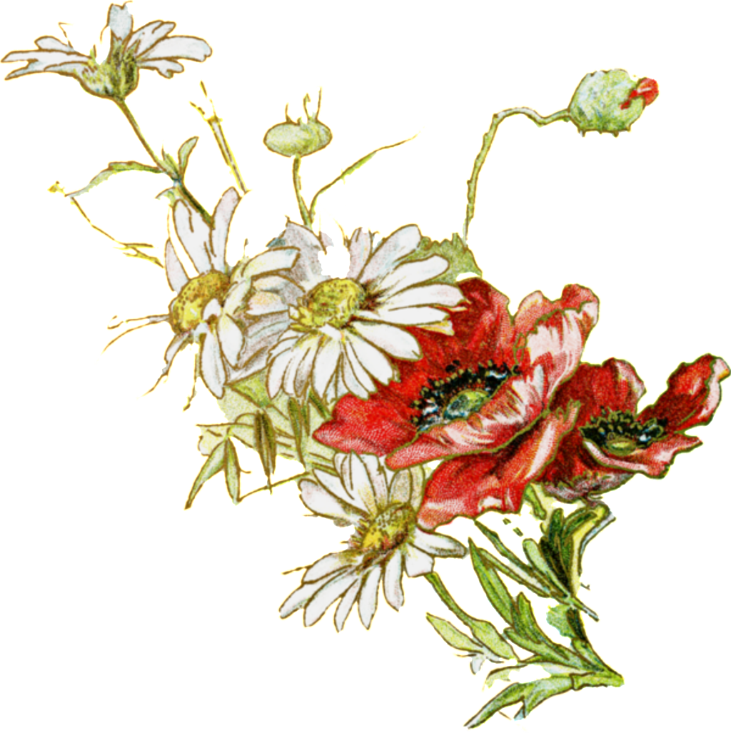 Fresh White Hand Drawn Chrysanthemum Decorative Elements - Chrysanthemum, HD Png Download PNG with transparent background