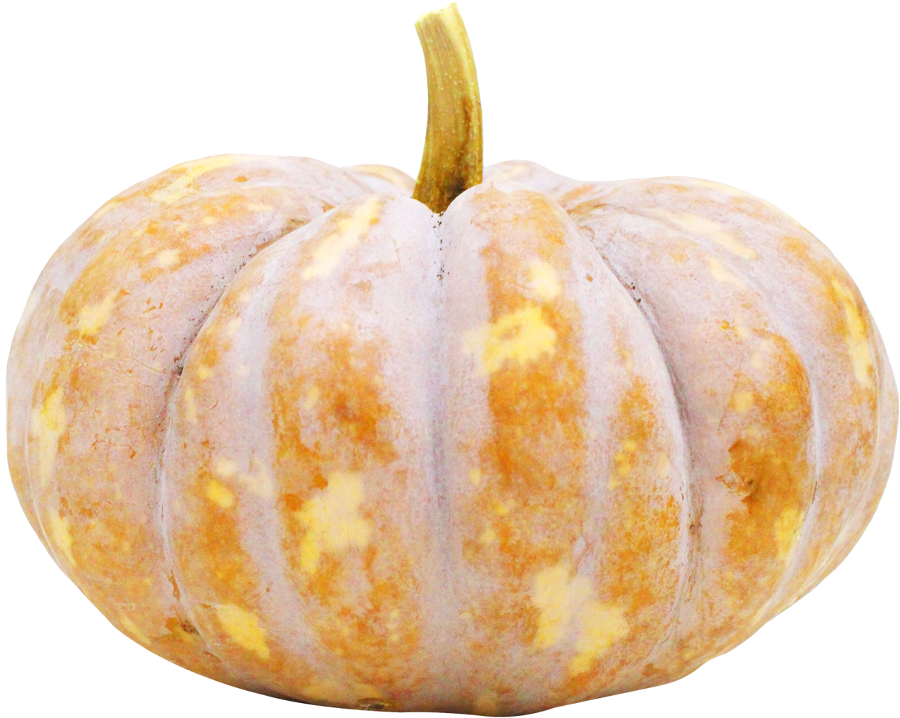 Fresh White Pumpkin Isolated