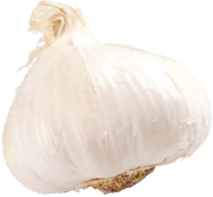 Elephant Garlic, HD Png Download PNG with transparent background
