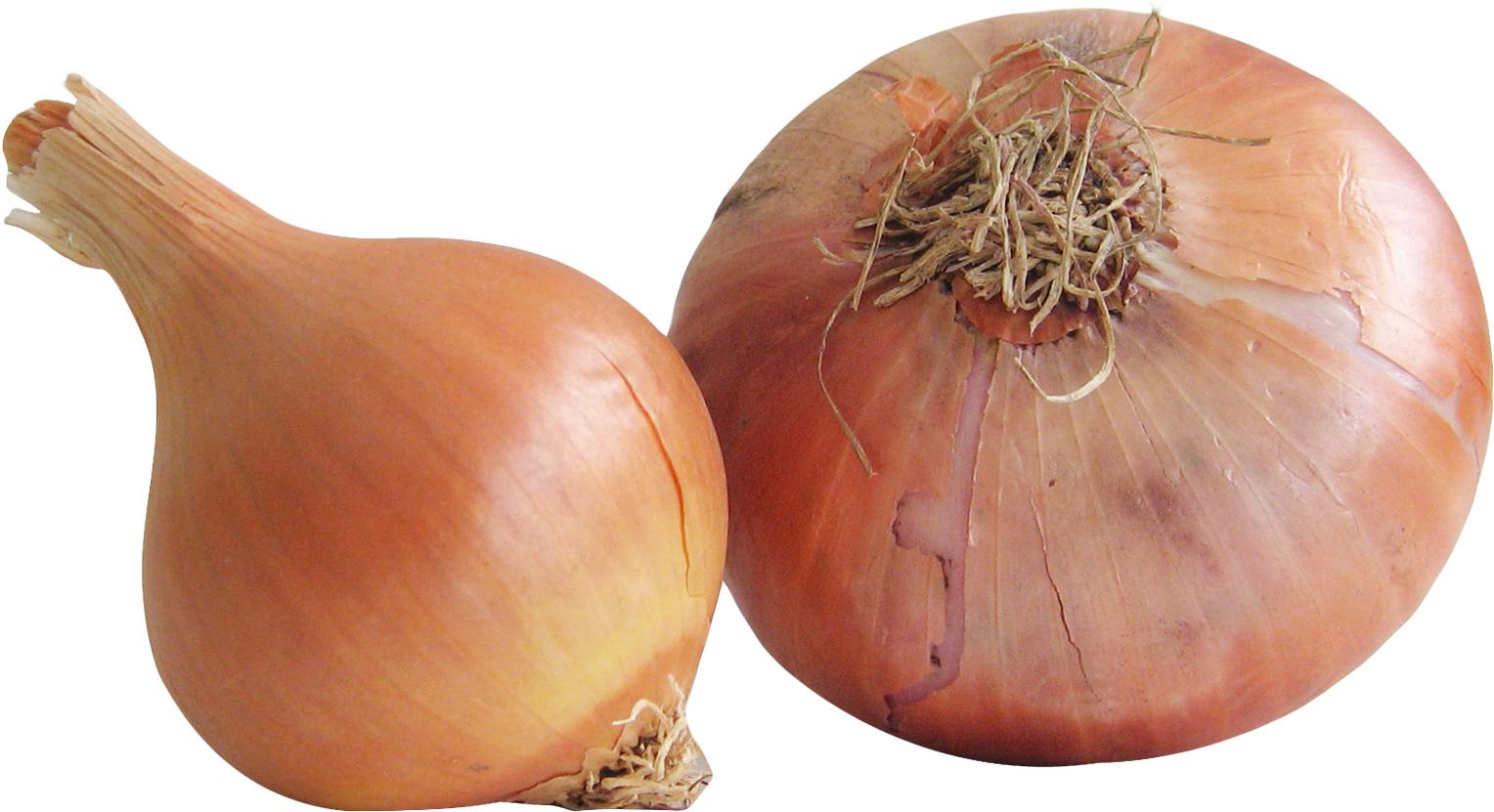 Fresh Onion Png, Transparent Png PNG with transparent background