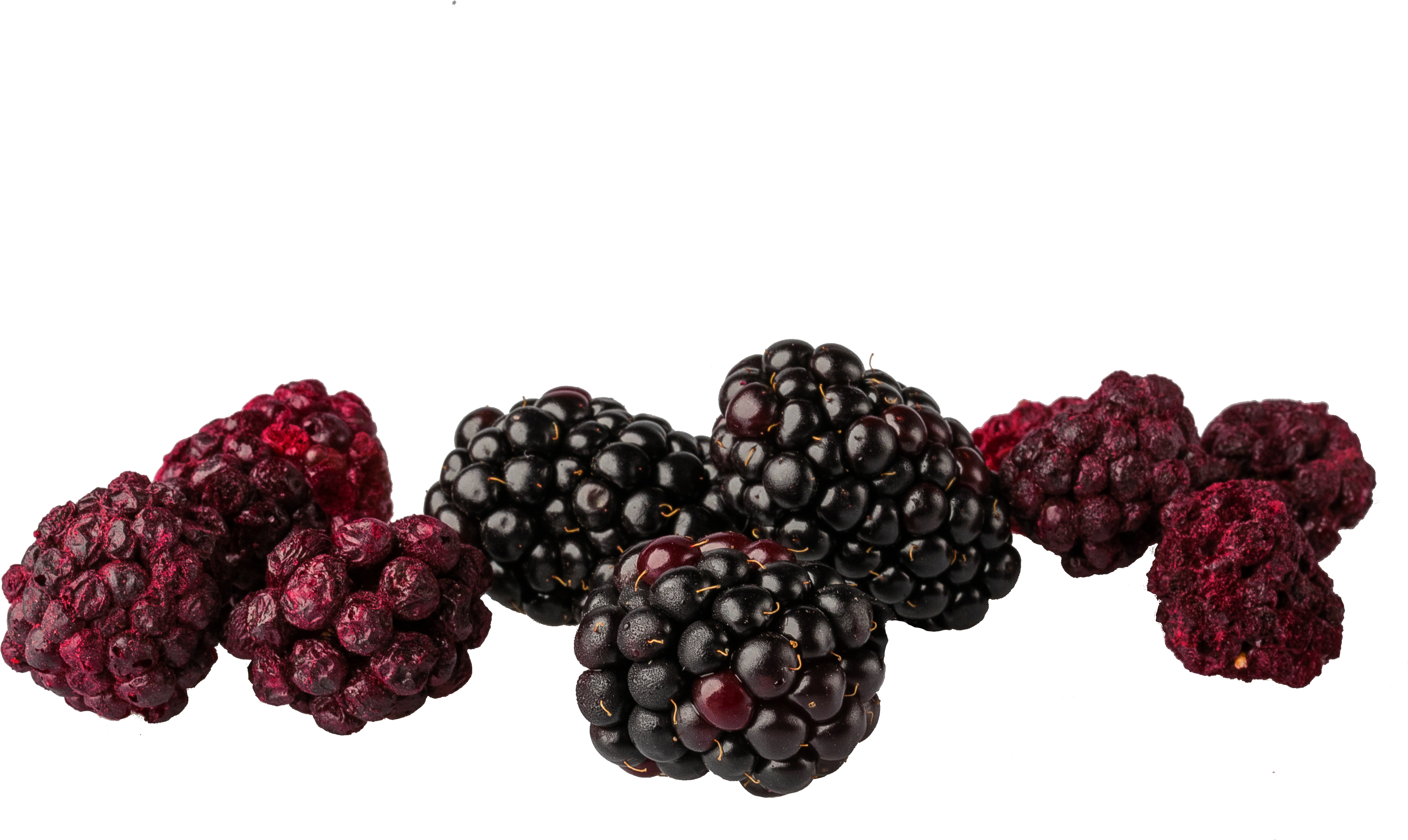 Freshand Dried Blackberries