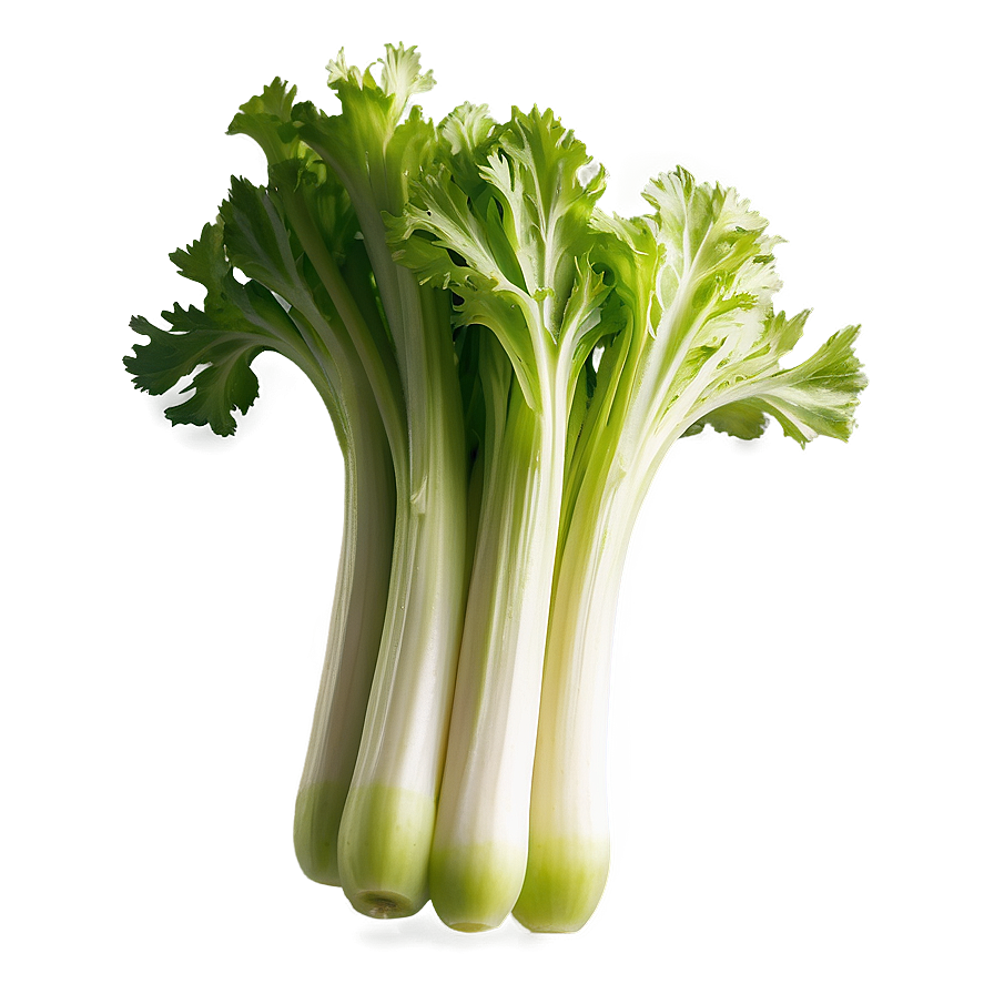 Freshly Cut Celery Png 89