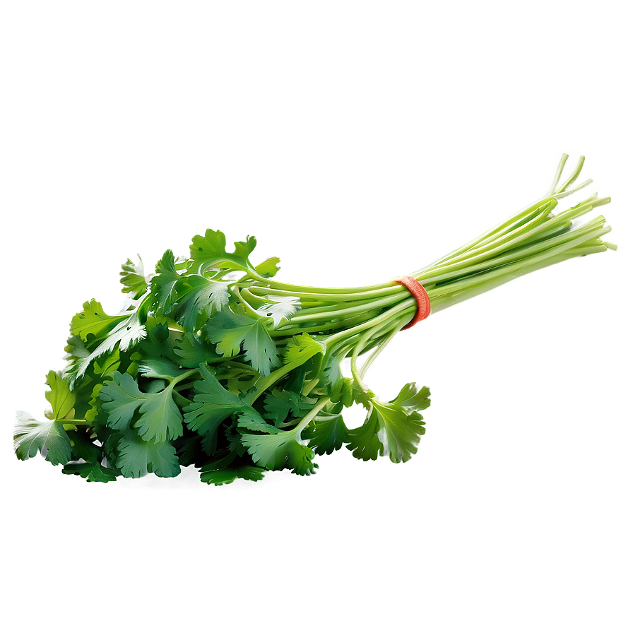 Freshly Picked Cilantro Png Dxv