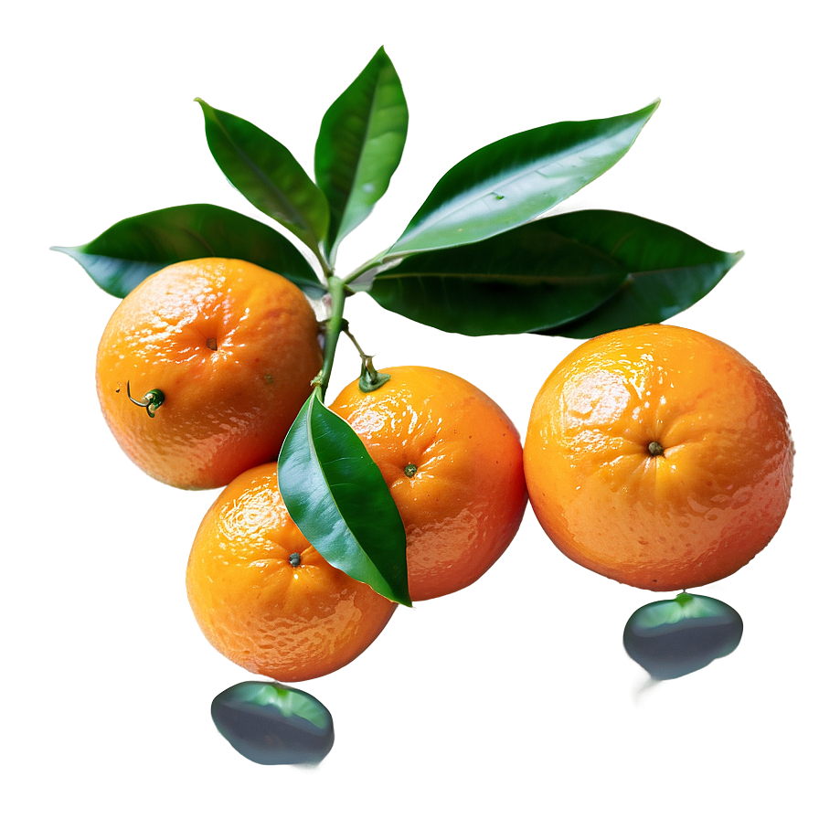 Freshly Picked Organic Oranges PNG 40 PNG with transparent background
