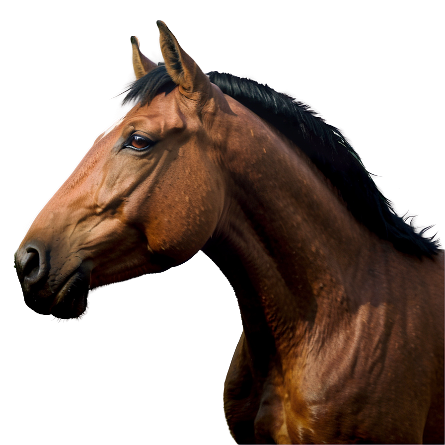 Friendly Horse Cartoon Png Oiv