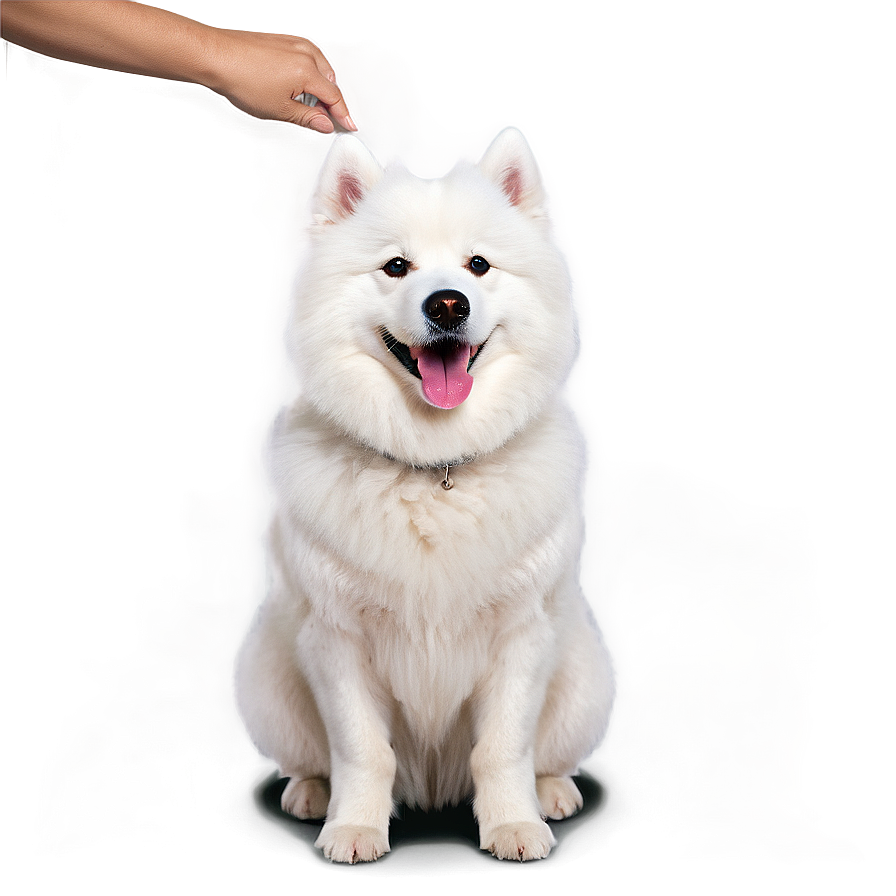 Friendly Samoyed Dog Png Nbd20