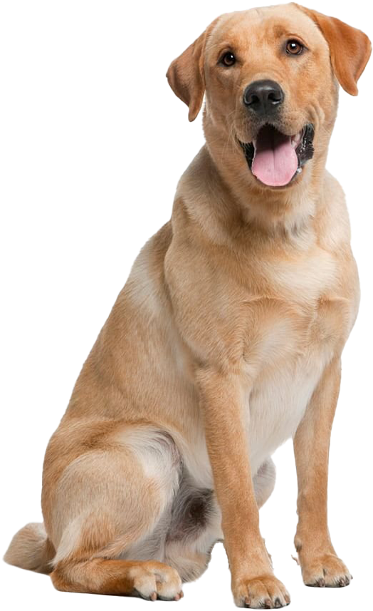 Friendly Yellow Labrador Sitting