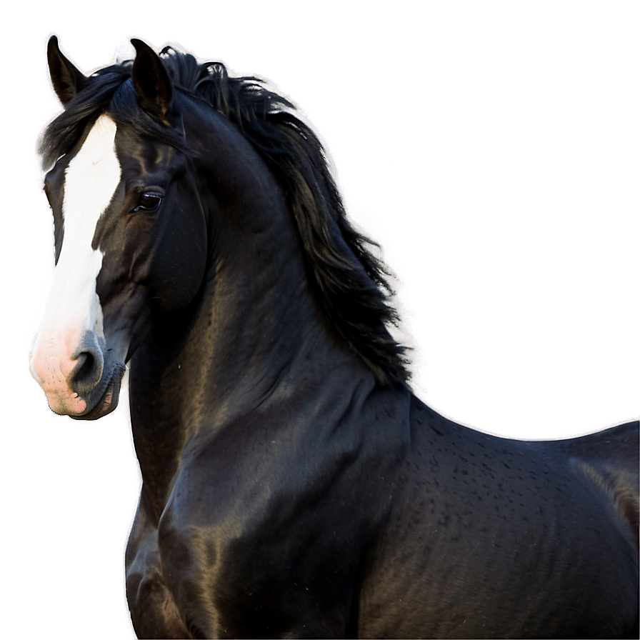 Friesian Horse Png 92