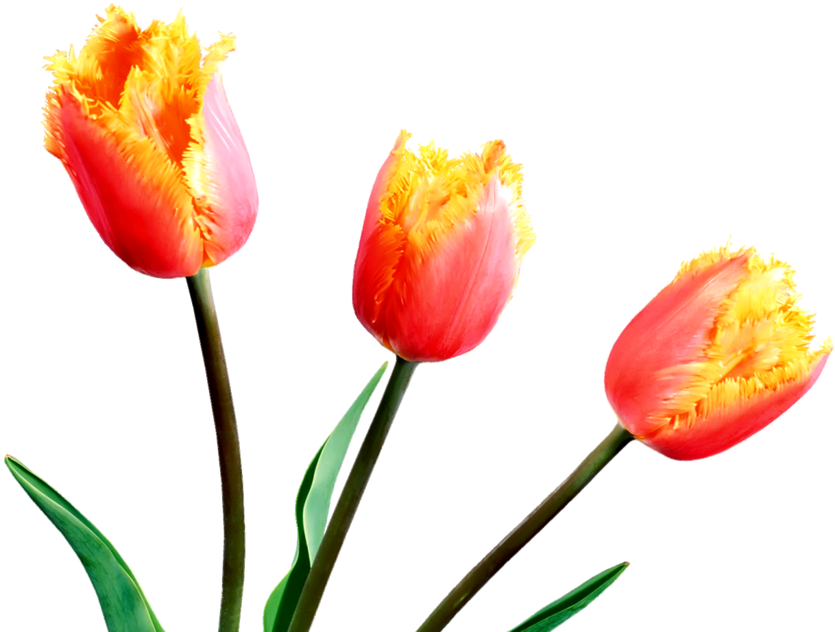 Fringed Orange Tulips