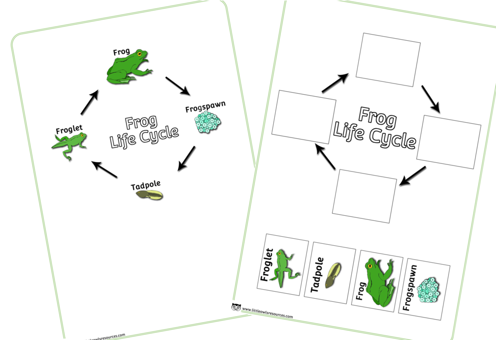 Frog Life Cycle, HD Png Download PNG with transparent background