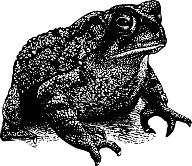 Frog Silhouette Black Background PNG with transparent background