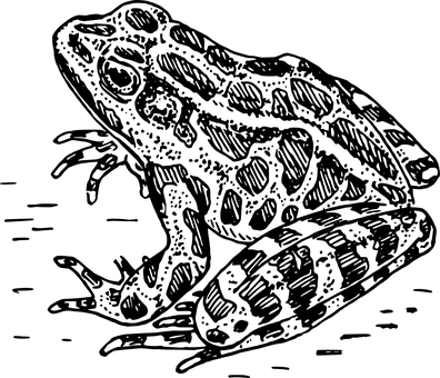 Frog Silhouette Black Background.jpg PNG with transparent background