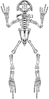Frog Skeleton Illustration PNG with transparent background