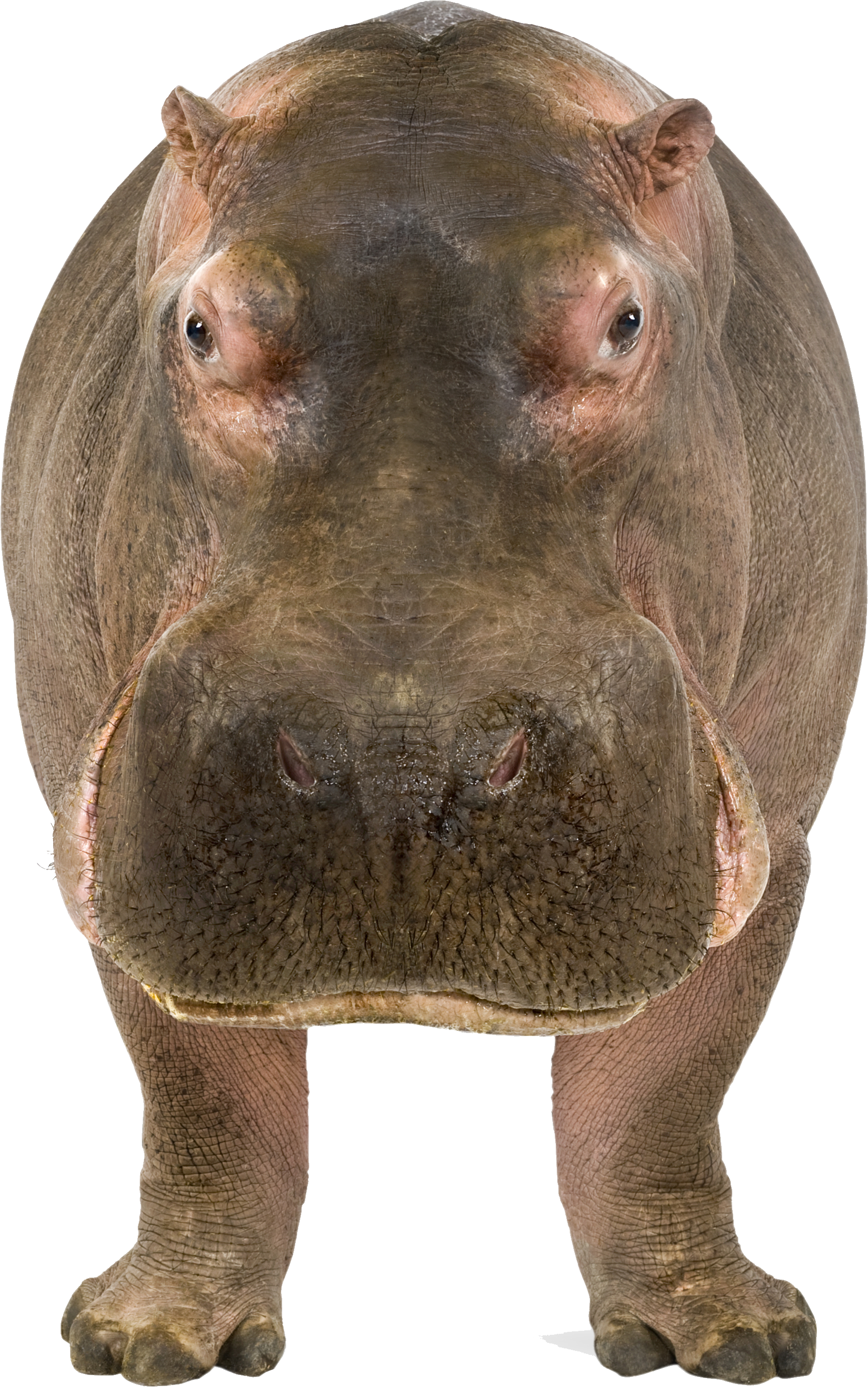 Frontal Hippo Standing Transparent Background