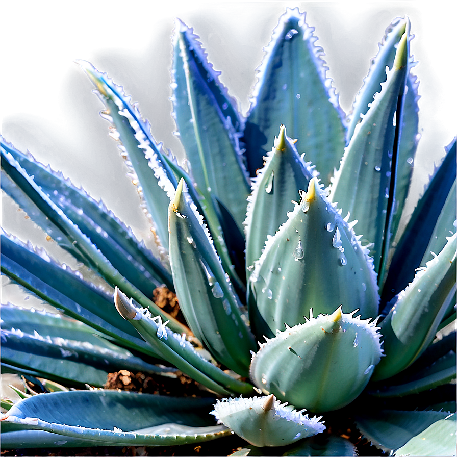 Frost-resistant Agave Plant Png Evq59