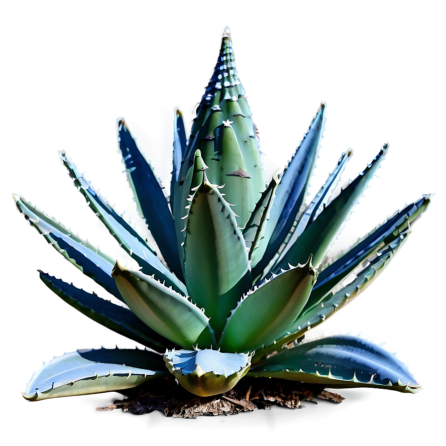 Frost-resistant Agave Plant Png Lbf