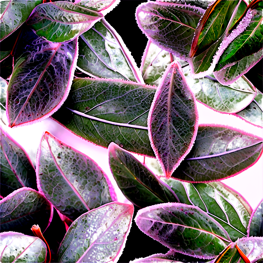 Frosted Eucalyptus Leaves PNG 14 PNG image with a transparent background, free high-resolution download