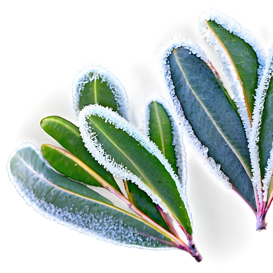 Frosted Eucalyptus Leaves PNG lcr PNG image with a transparent background, free high-resolution download