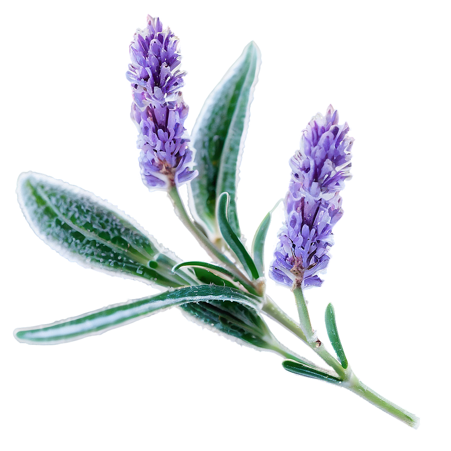 Frosty Morning Lavender Plant Png 06282024