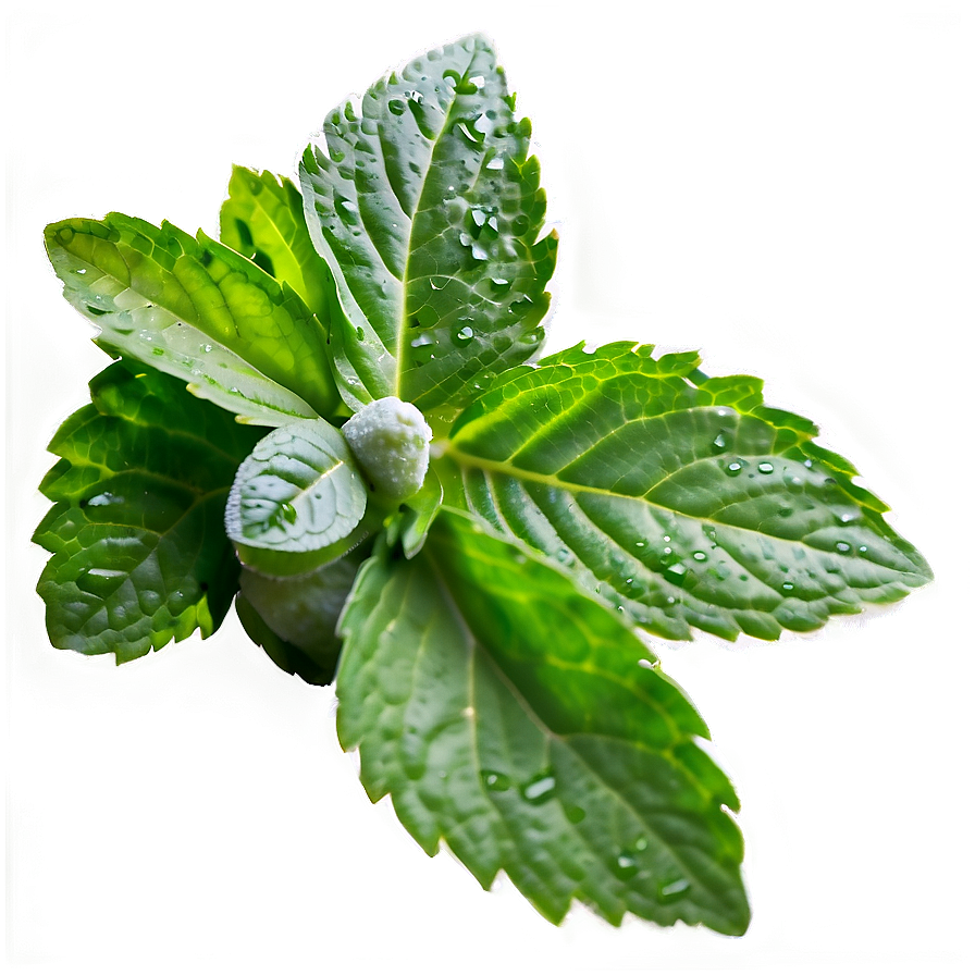 Frozen Mint Leaves Png 06262024