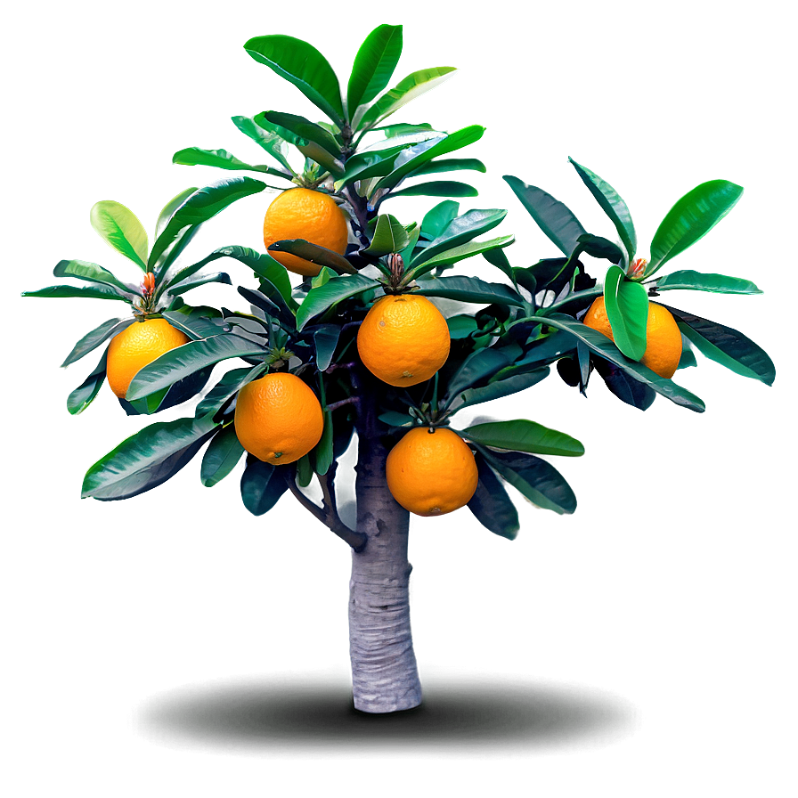 Fruiting Orange Tree Png Rjp55