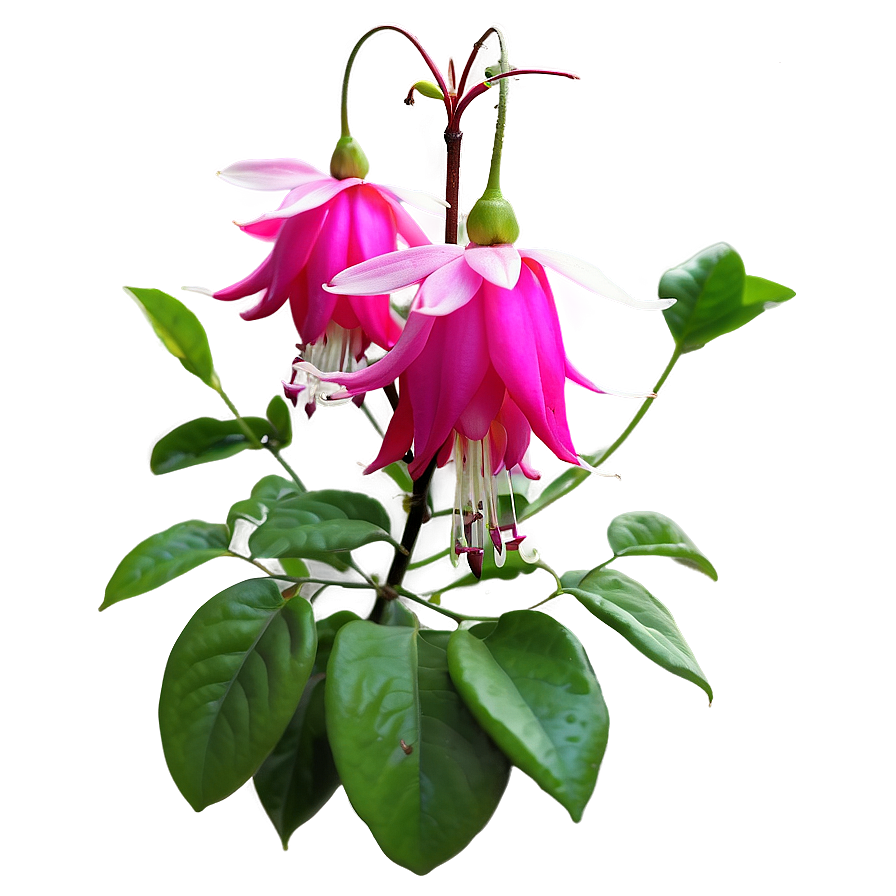 Fuchsia Flower Bush Png 06122024