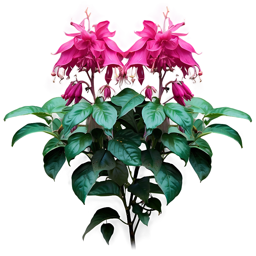 Fuchsia Flower Bush Png Clt29