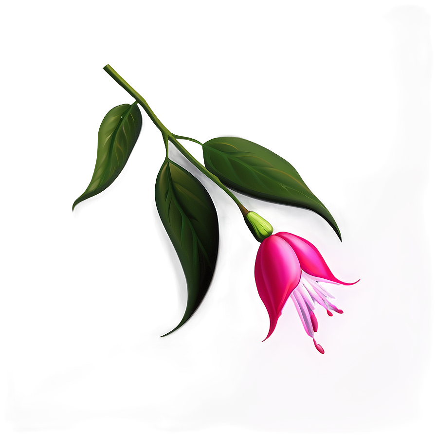 Fuchsia Flower Drawing Png 05252024