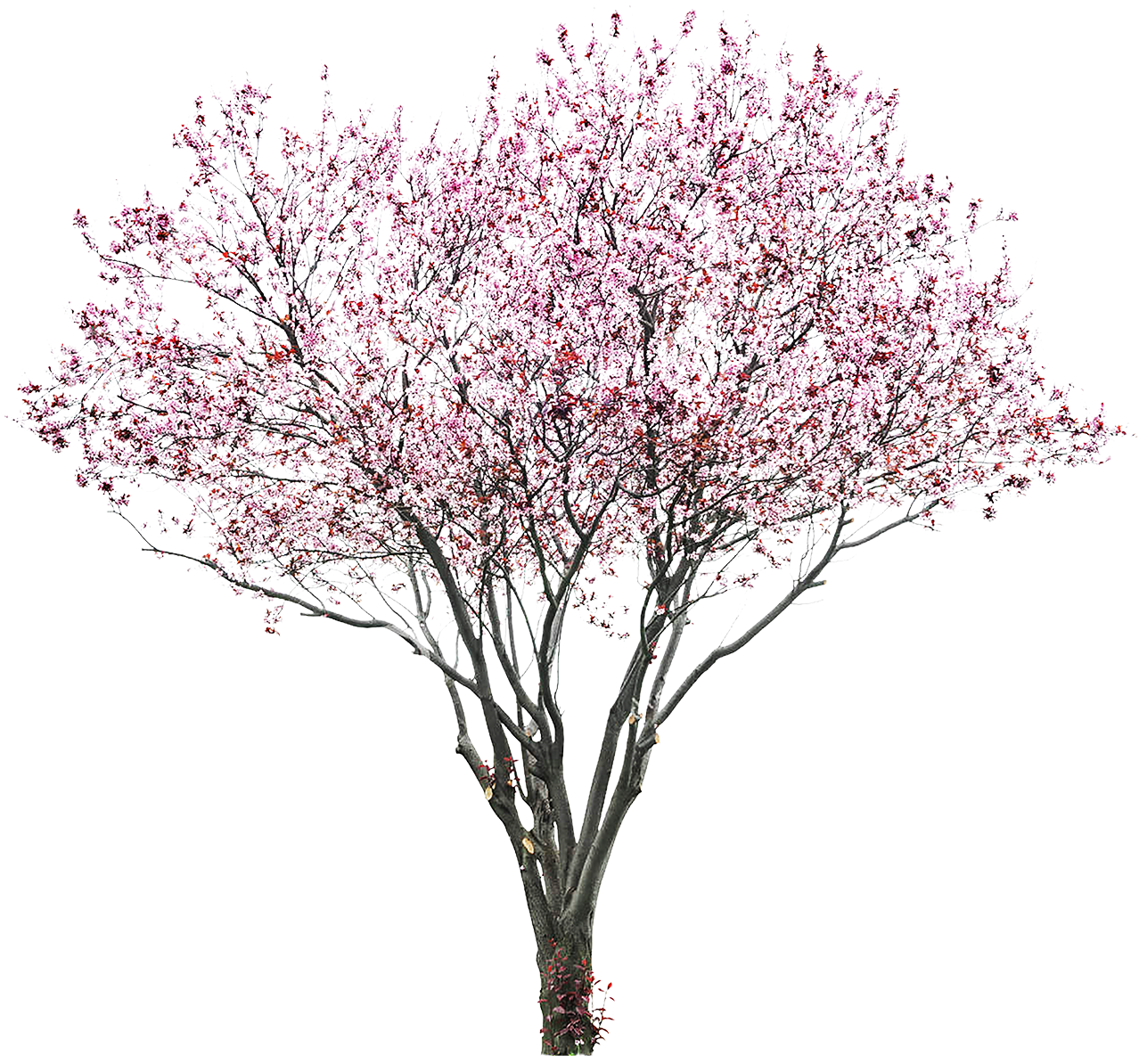 Full Bloom Cherry Blossom Tree