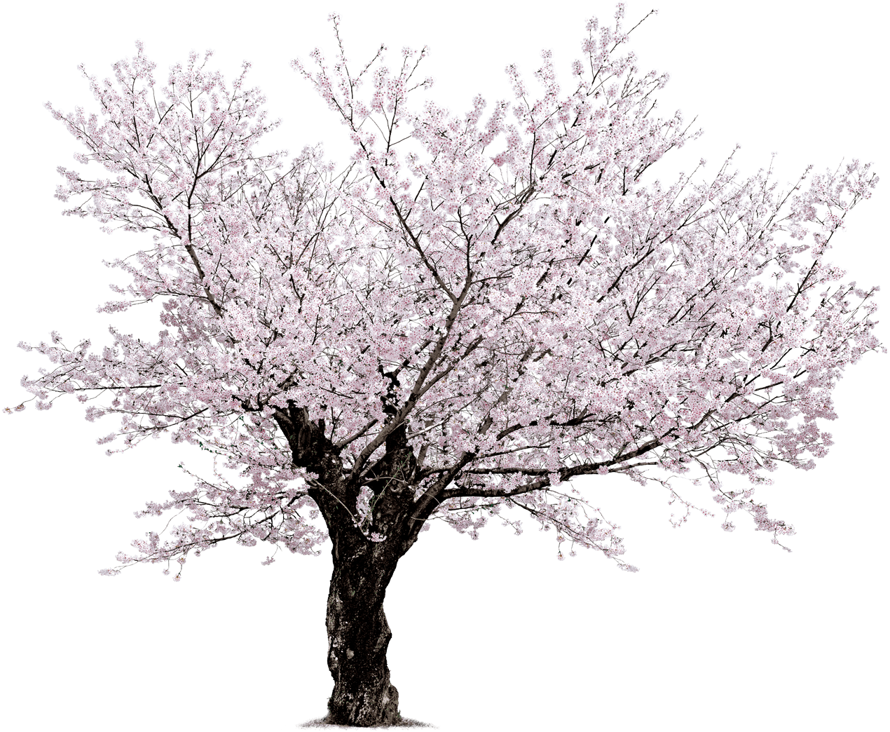 Full Bloom Cherry Blossom Tree