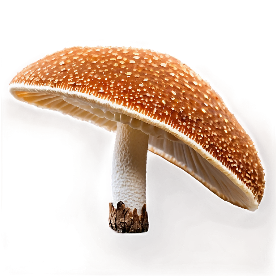 Fungus Among Us PNG lid24 PNG image with a transparent background, free high-resolution download