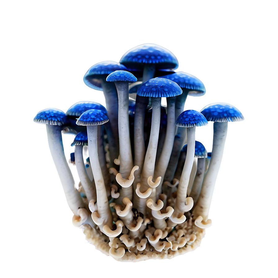Fungus Growth PNG 70 PNG image with a transparent background, free high-resolution download