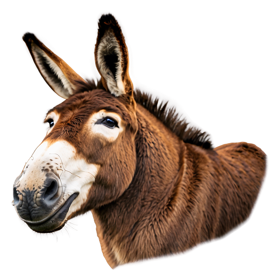 Funny Donkey Face Png 05232024