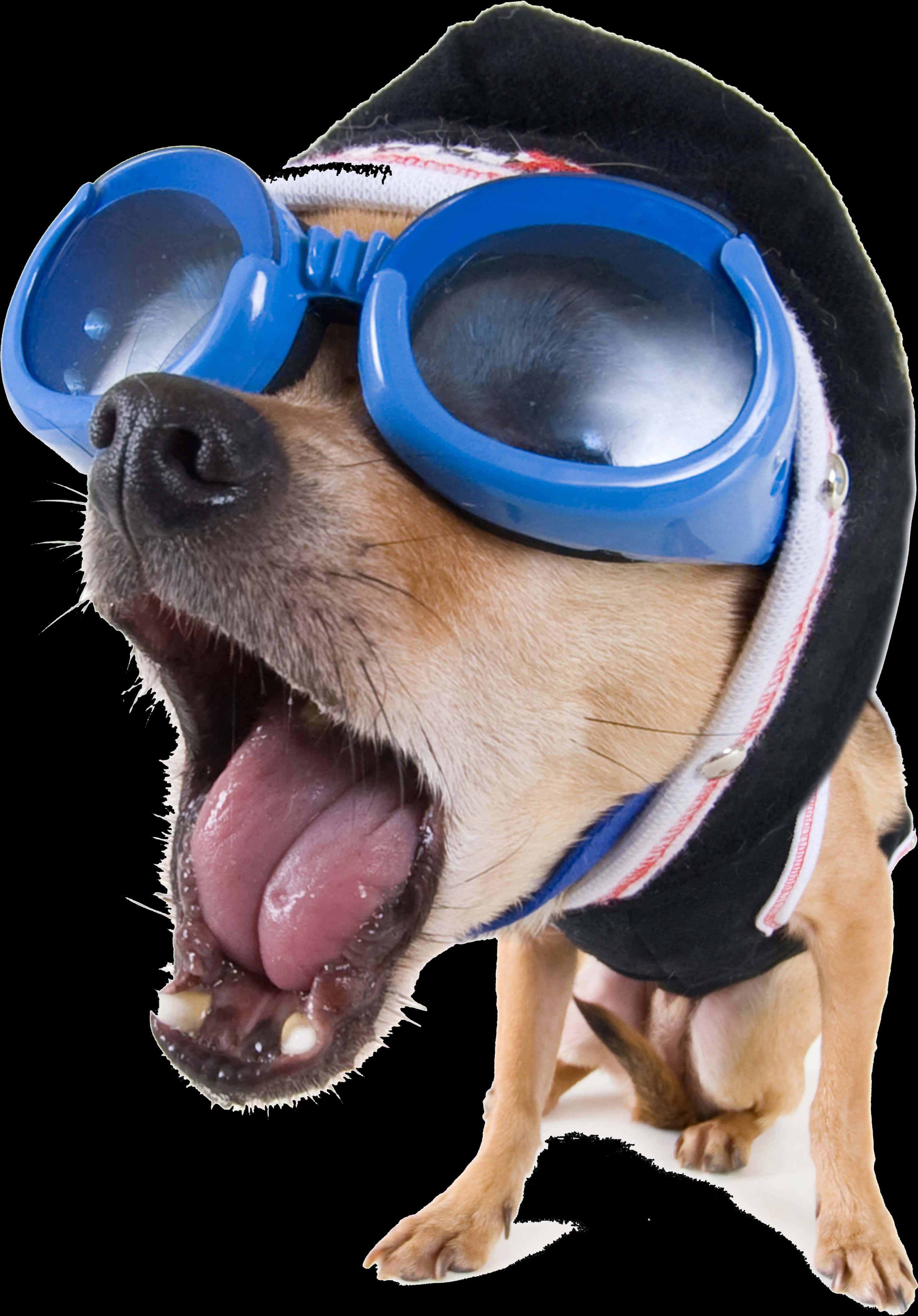 Funny Vector Dog Stock - Funny Hd Image Download, HD Png Download PNG with transparent background