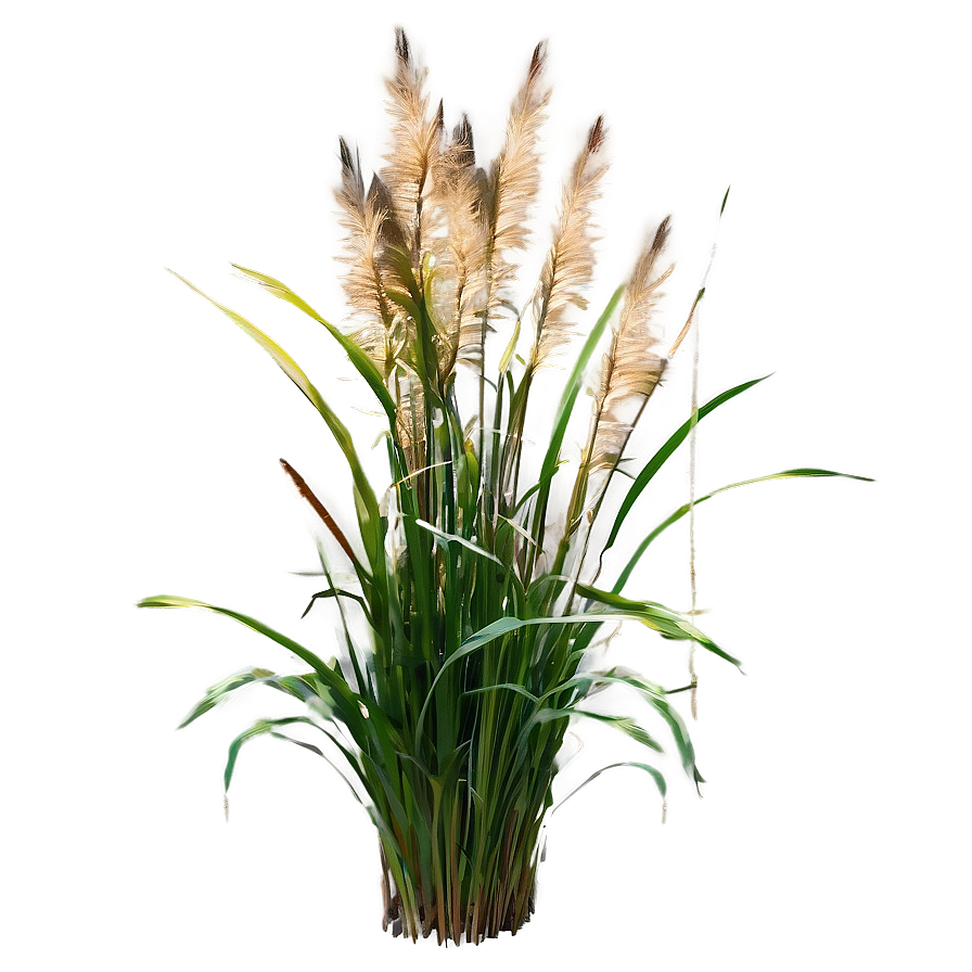 Garden Ornamental Grass Png 06212024