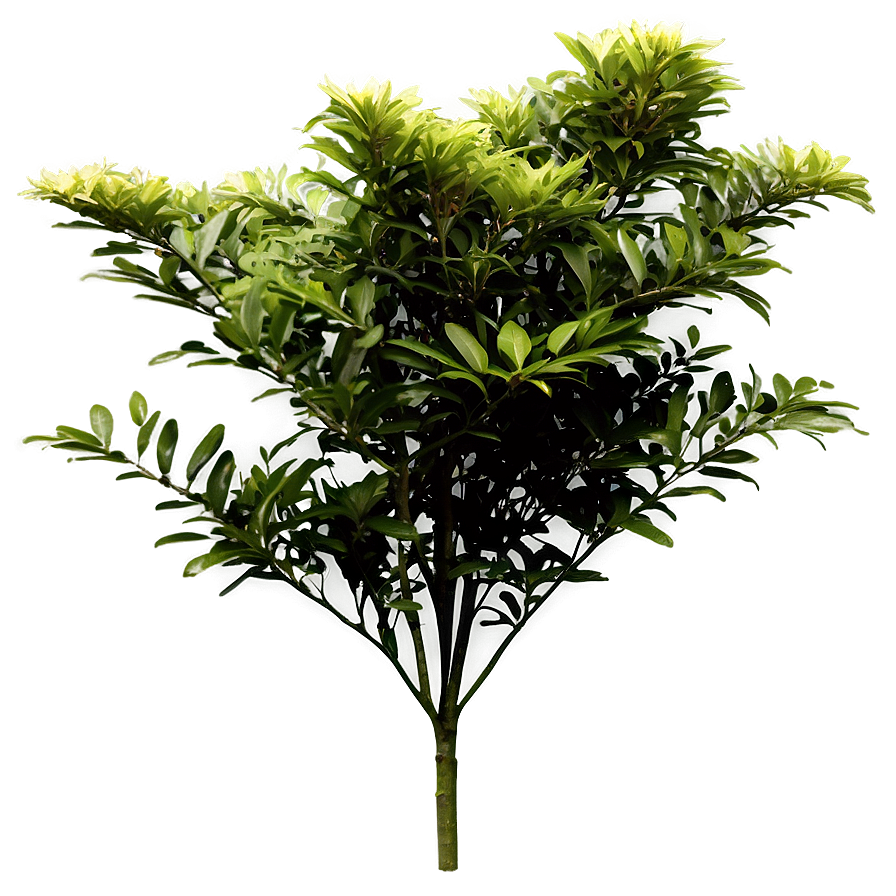 Garden Shrubs PNG oaf PNG image with a transparent background, free high-resolution download
