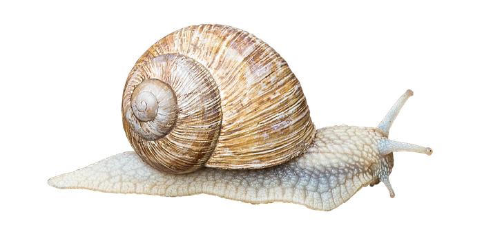 Garden Snail Black Background PNG image with a transparent background, free high-resolution download