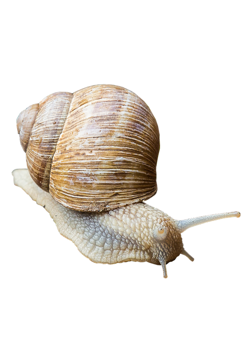 Garden Snail Close Up