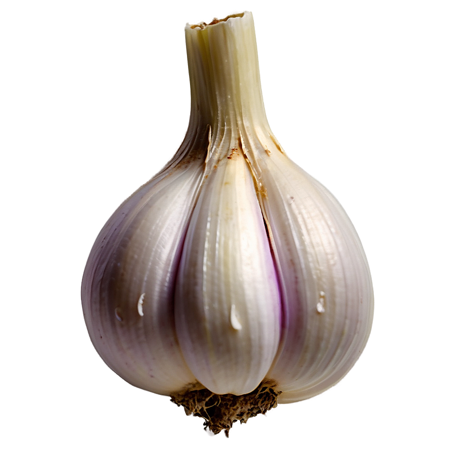 Garlic Bulb Png 05242024