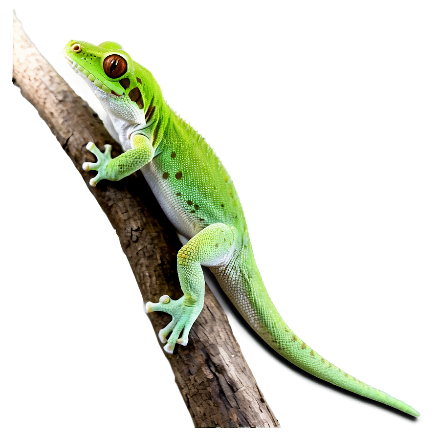 Gecko On A Branch Png Hlk20