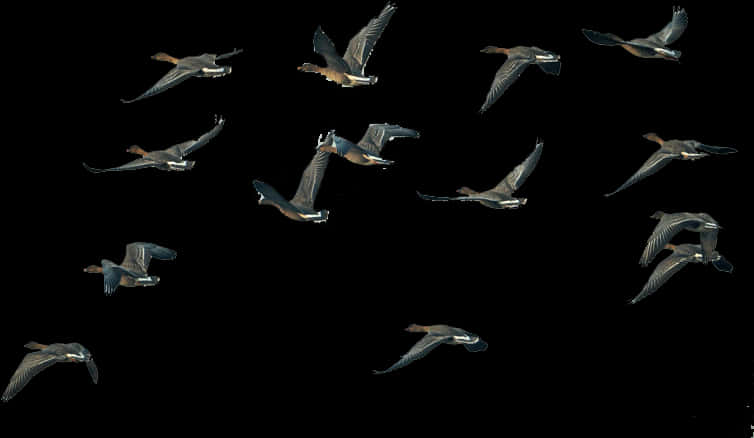 Geese In Flight Sequence