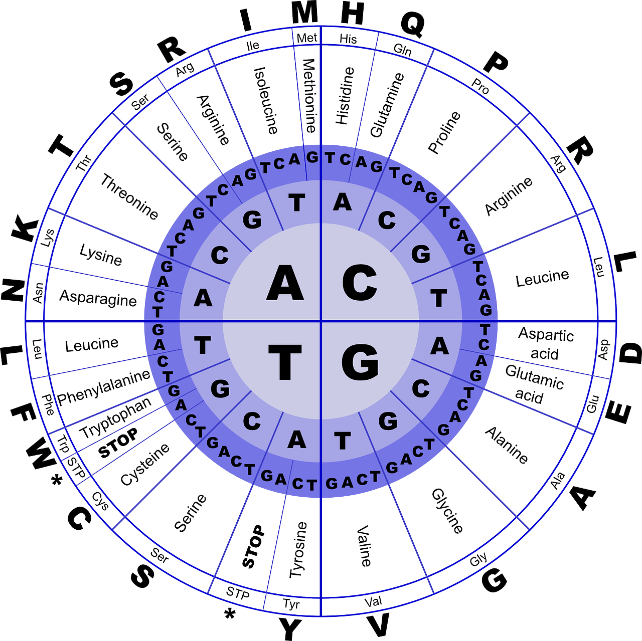 Rna Genetic Code, HD Png Download PNG with transparent background
