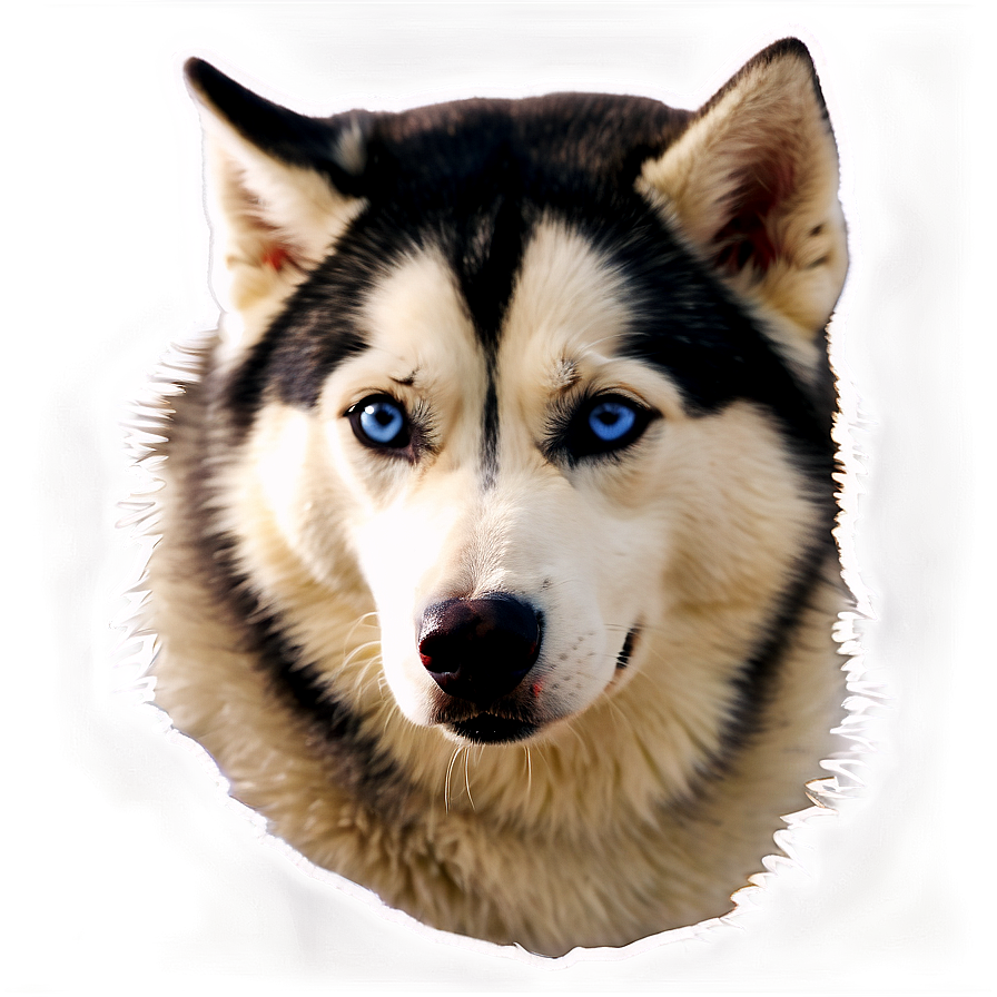 Gentle Siberian Husky Png 23