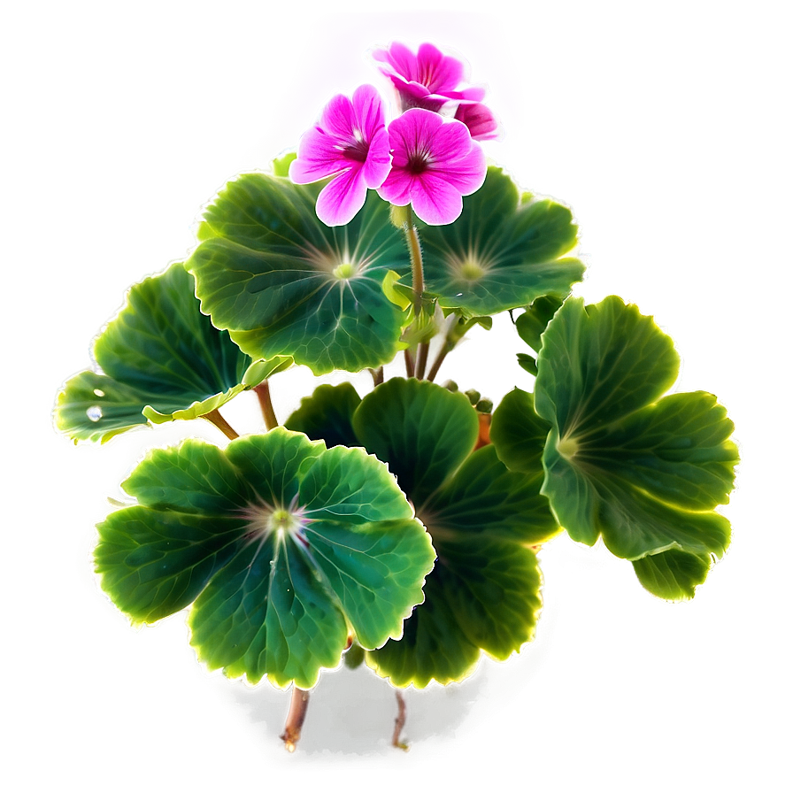 Geranium Flower Bush Png Oln26