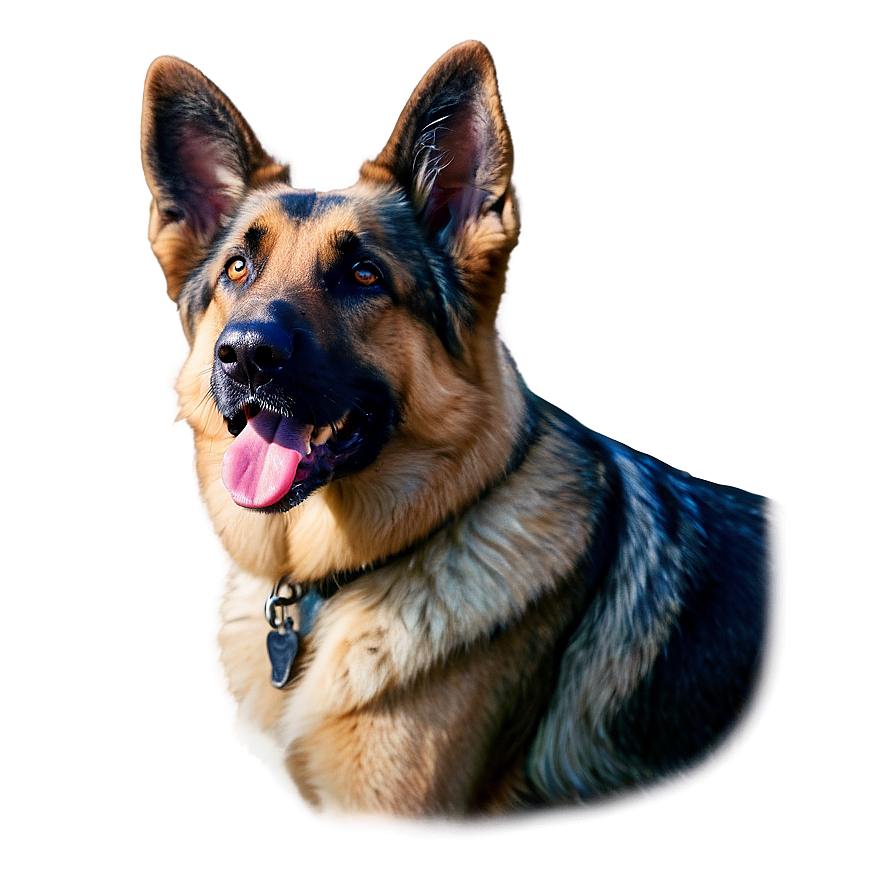 German Shepherd Close-up Png 6