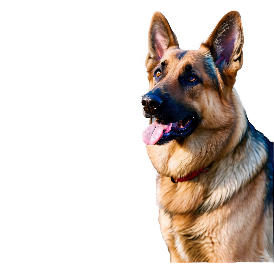 German Shepherd Dog Head Png 06212024